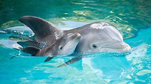 bottlenose-dolphins-mother-baby-list-300